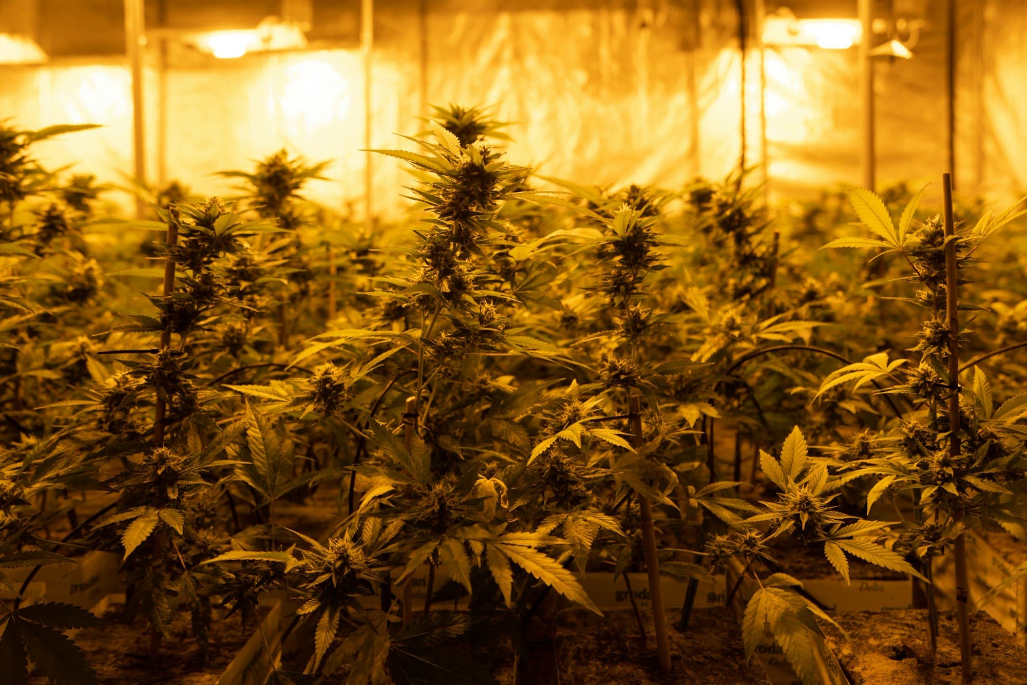 Rows of cannabis plants filling a greenhouse at night.