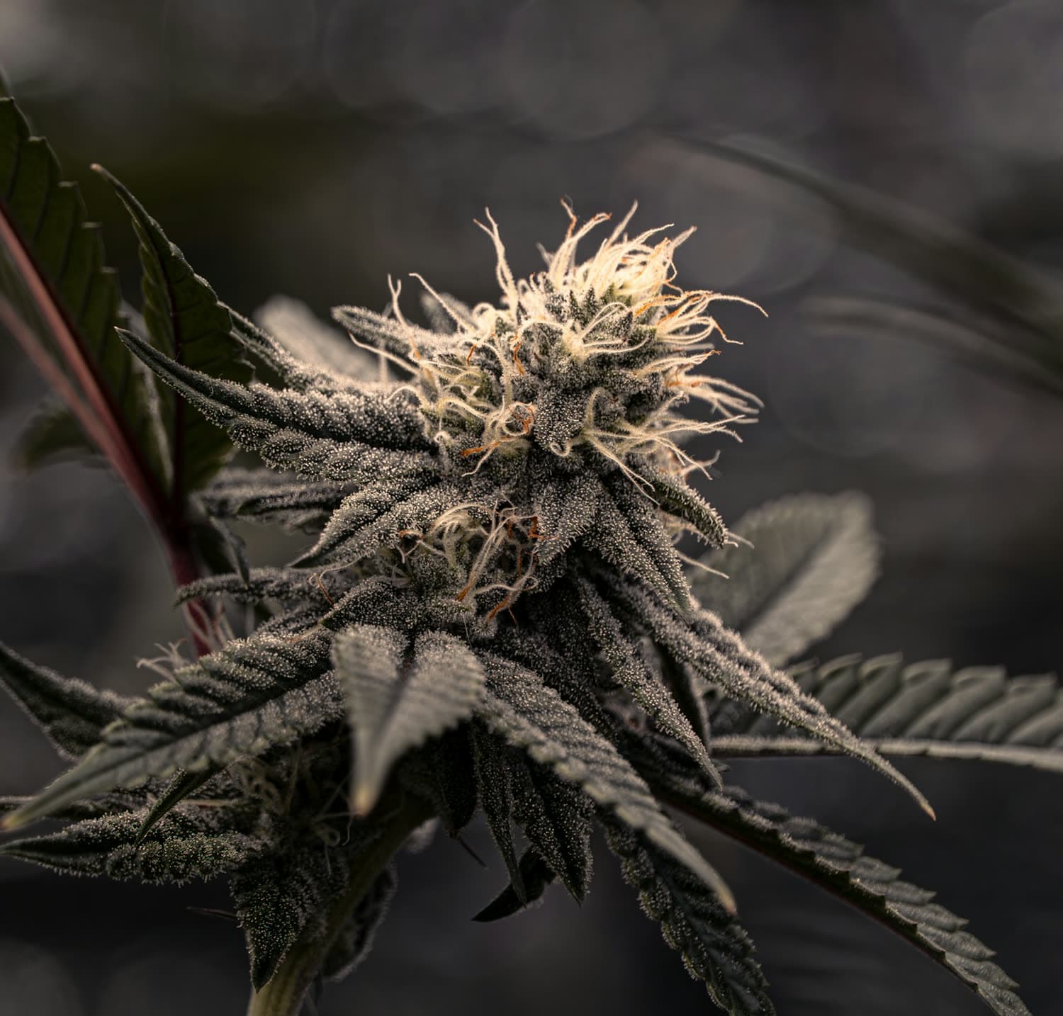Macro photograph of a cannabis flower, trichomes and orange pistils.