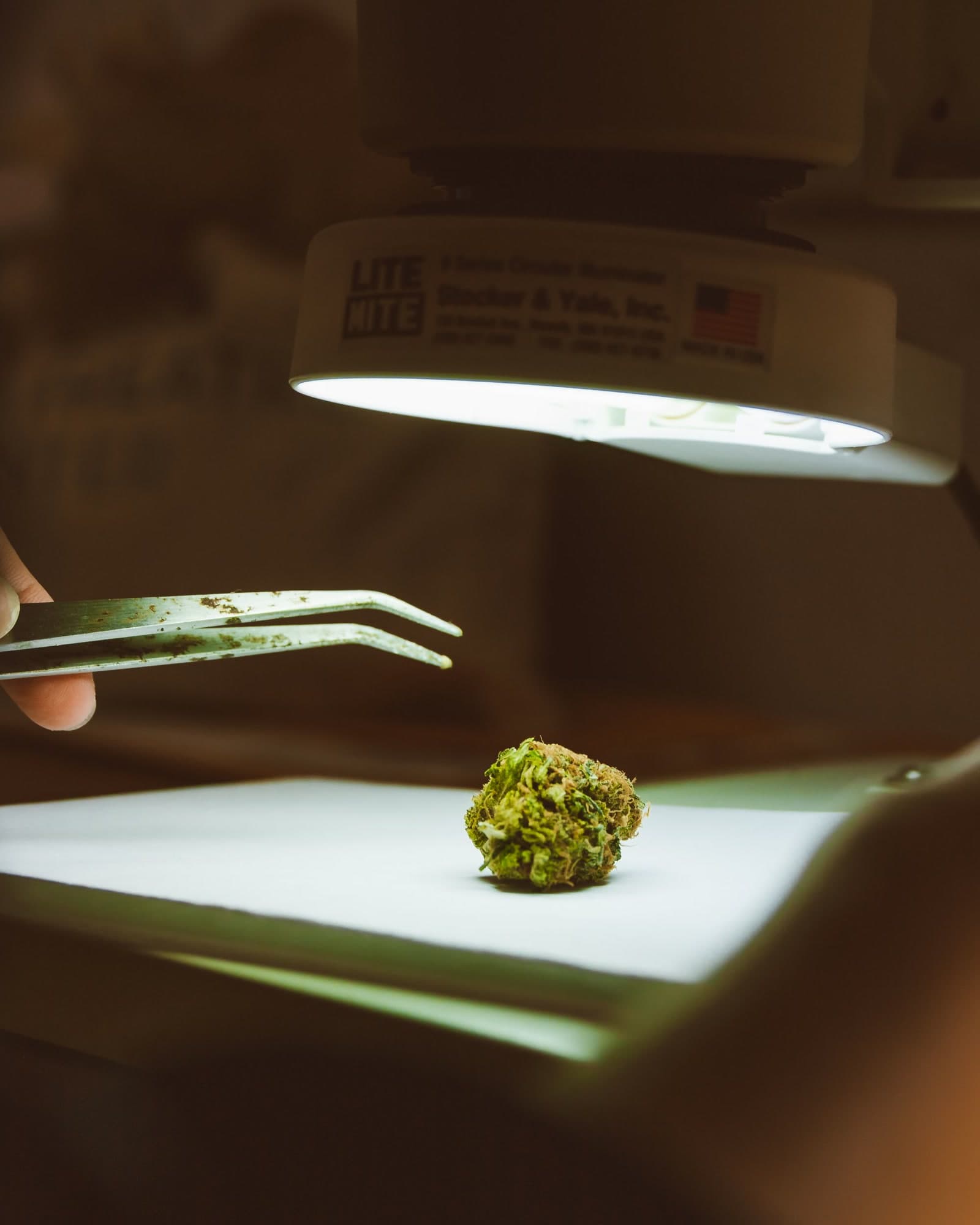 A cannabis flower held in tweezers beside a microscope.